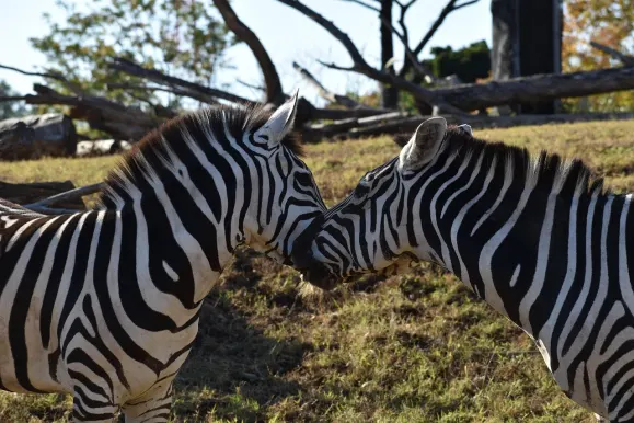 Casino Hot Line Ondersteuning